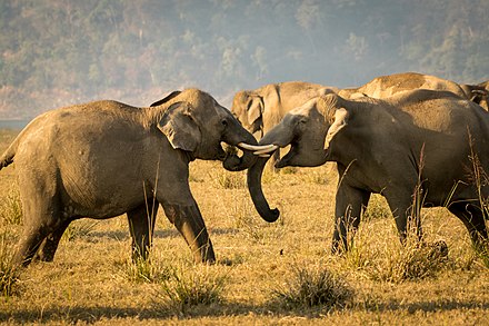 440px-Tussle_of_tuskers