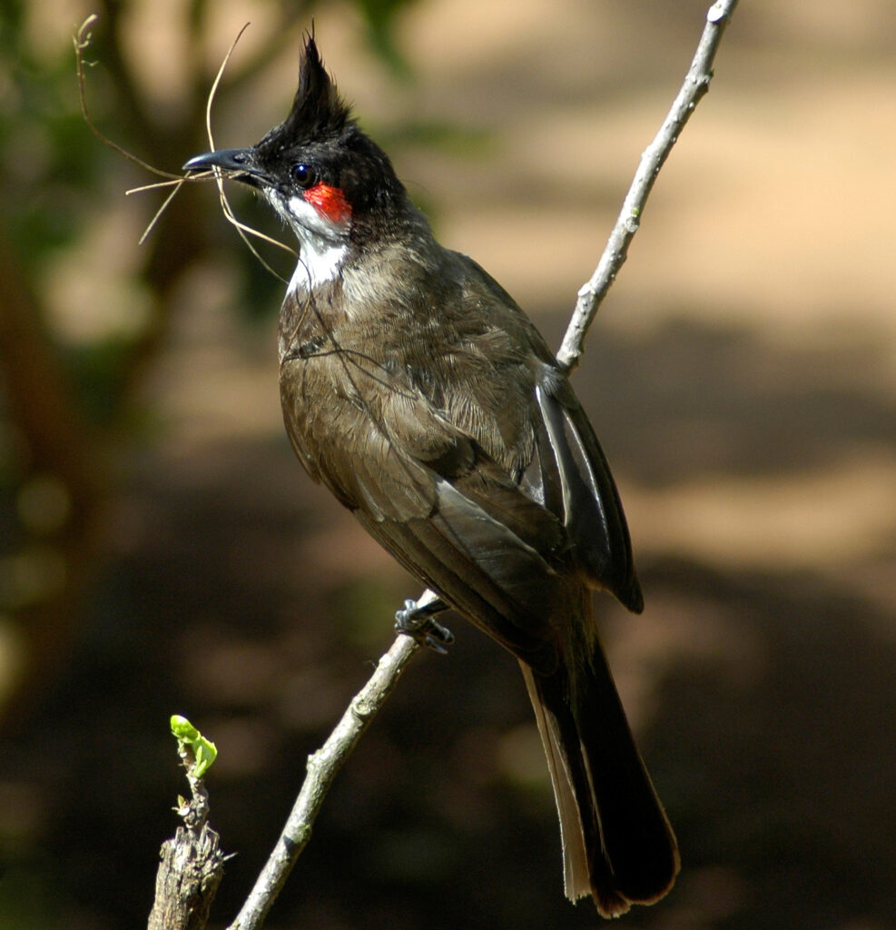 Red-whiskered_Bulbul-web
