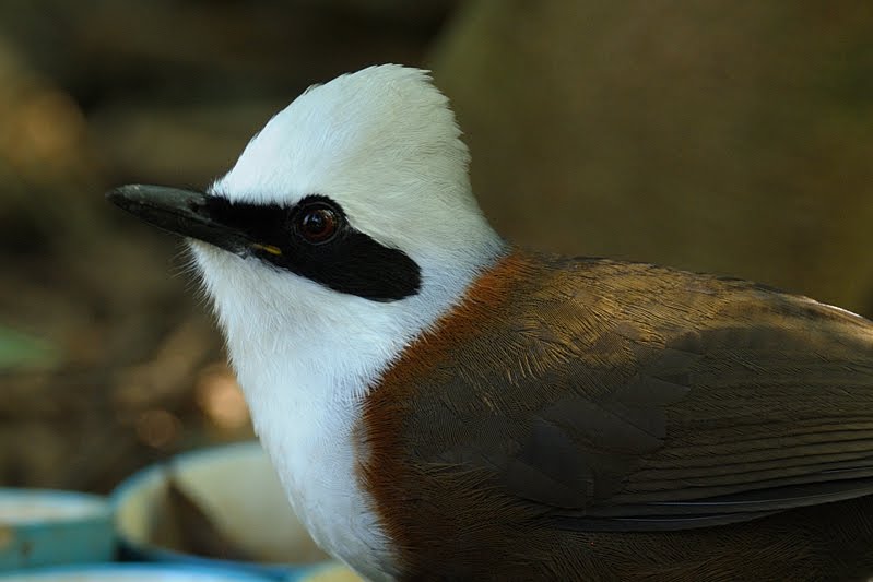 White-crested-Laughing-Thrush