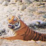 jim corbett tiger