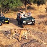 jim corbett tiger