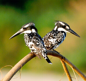 jim-corbett-north-india-birding1