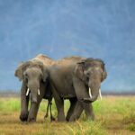 corbett national park elephant