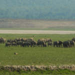 elephant jim corbett national park