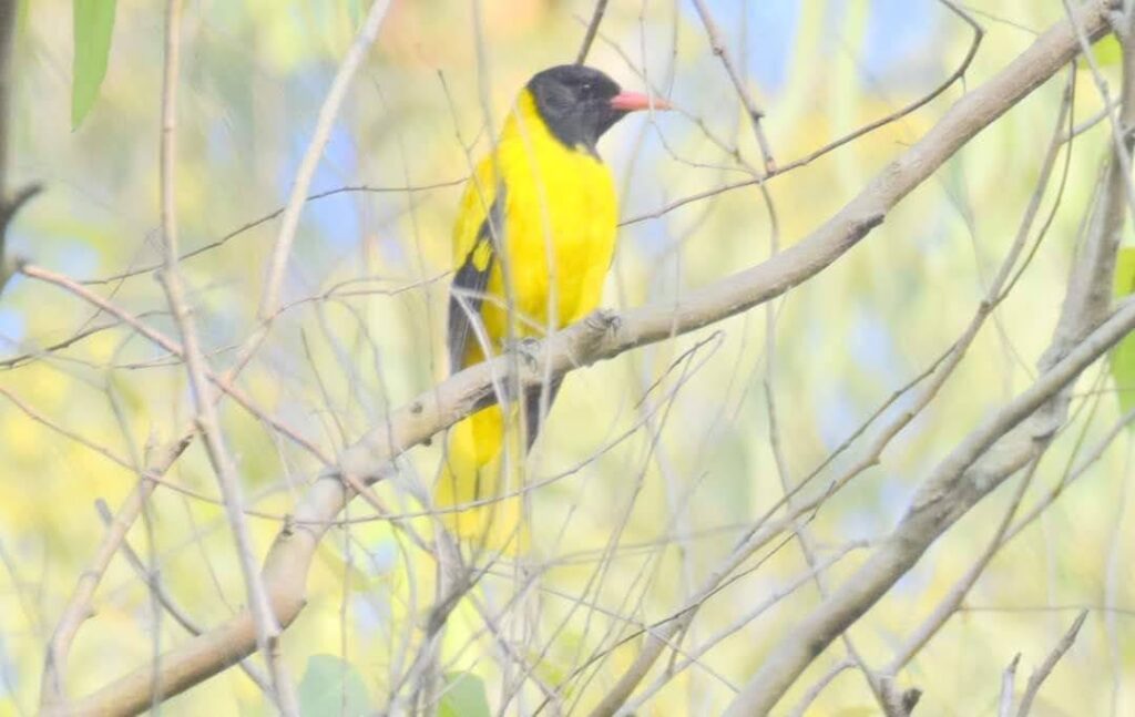jim corbett bird