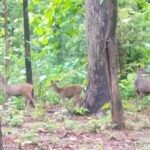 jim corbett deer