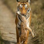 jim corbett tiger