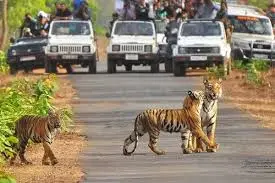tiger in jim corbett national park