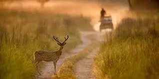 jim corbett national park