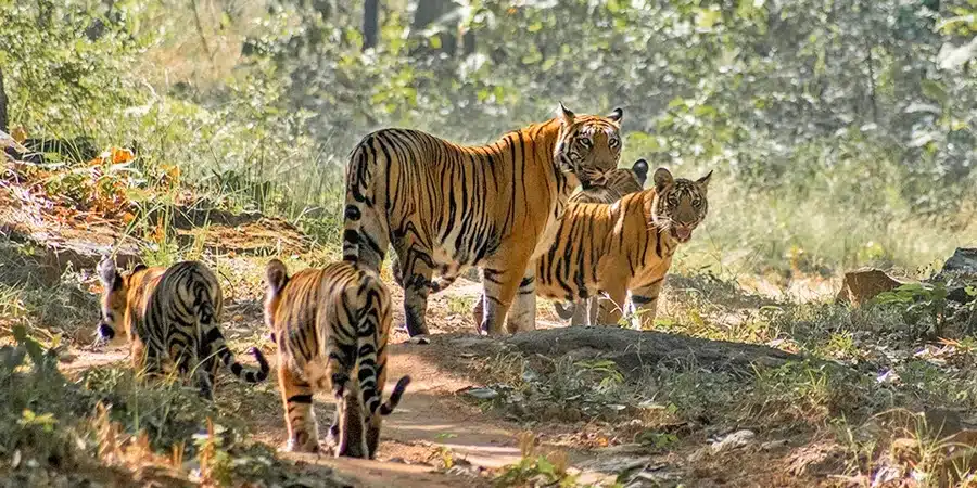 jim corbett national park