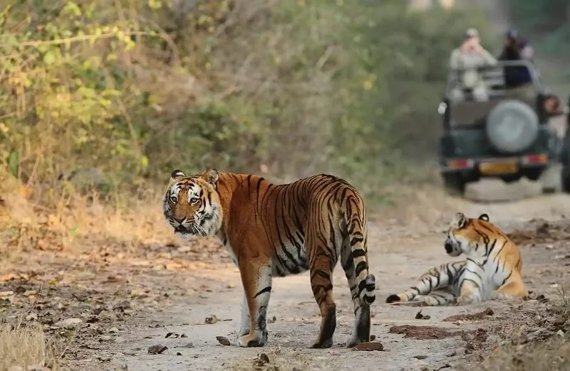 phato zone in jim corbett
